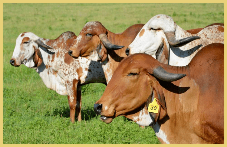Four Gyr Cattle with the color of brown and white