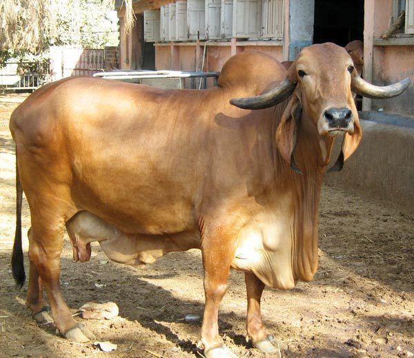 A big brown Gyr cattle