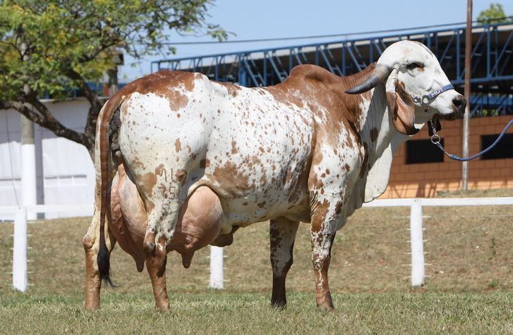 A color white and brown Gyr cattle