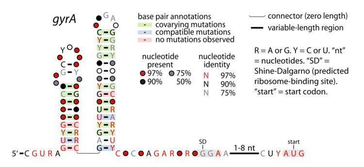 GyrA RNA motif