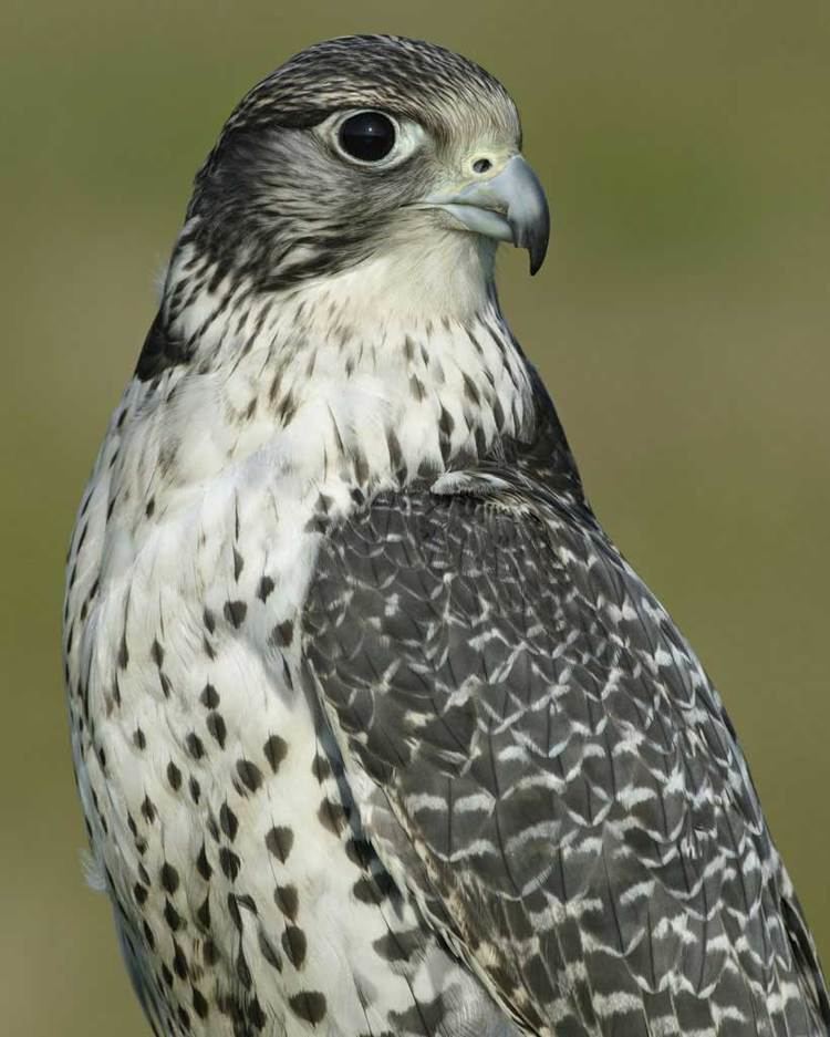 Gyrfalcon Gyrfalcon Audubon Field Guide