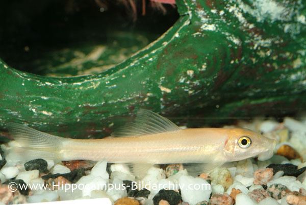 Gyrinocheilus Gyrinocheilus aymonieri Sucking 39Loach39 Gyrinocheilus kaznakovi