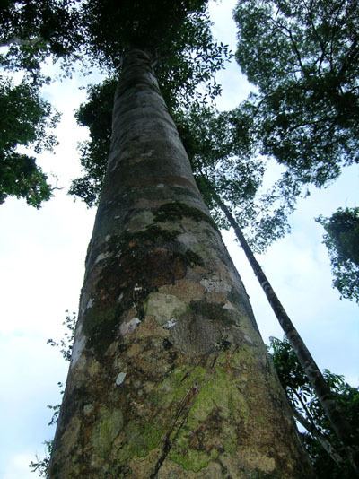 Gyrinops eaglewood agarwood in Papua New Guinea training programs and research