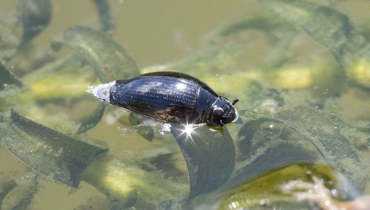 Gyrinus natator Whirligig beetle Gyrinus natator Steve Knight Flickr