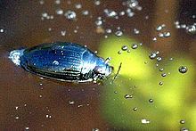 Gyrinus substriatus httpsuploadwikimediaorgwikipediacommonsthu