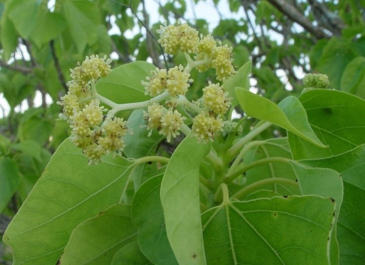 Gyrocarpus Gyrocarpus americanus Stinkwood Society for Kimberley Indigenous