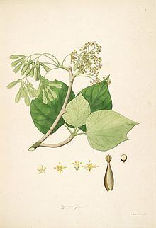 Gyrocarpus httpsuploadwikimediaorgwikipediacommonsthu