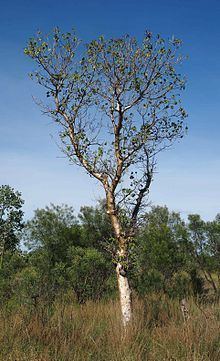 Gyrocarpus americanus httpsuploadwikimediaorgwikipediacommonsthu