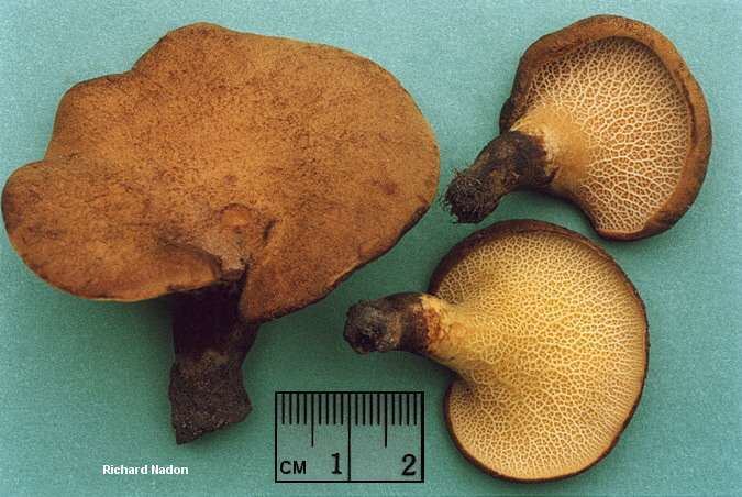 Gyrodon Boletinellus merulioides MushroomExpertCom