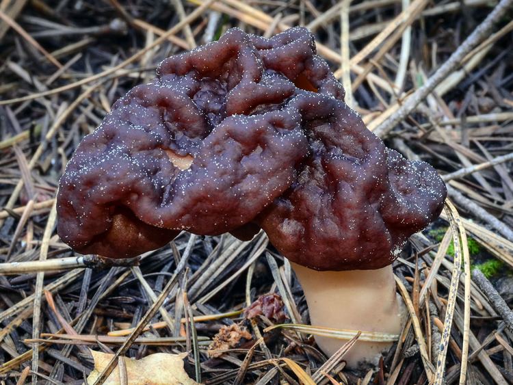 Gyromitra California Fungi Gyromitra esculenta