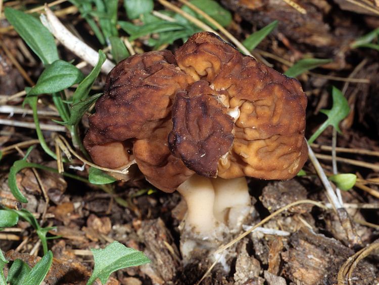 Gyromitra wwwmykowebcomCAFphotoslargeGyromitraesculen