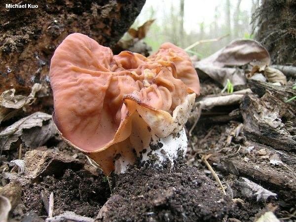 Gyromitra Gyromitra brunnea MushroomExpertCom