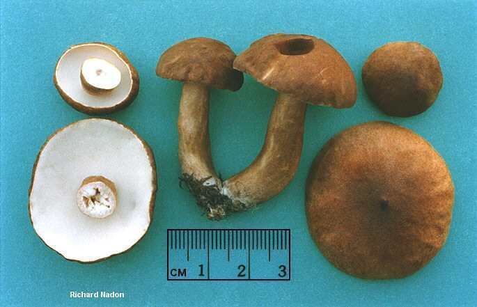 Gyroporus castaneus Gyroporus castaneus MushroomExpertCom