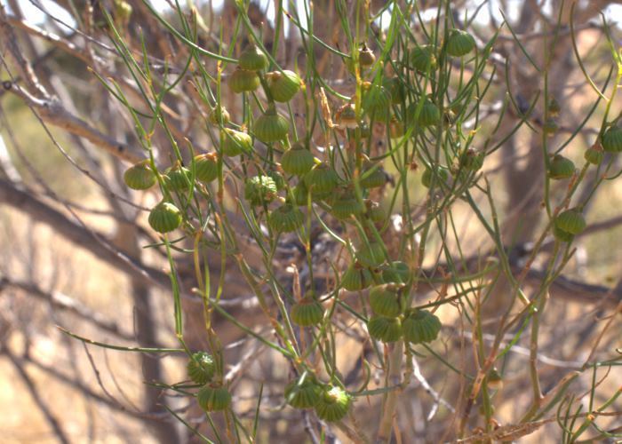 Gyrostemon Australian Desert Plants Gyrostemonaceae