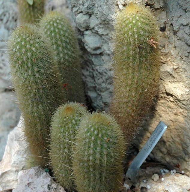 Haageocereus Wellgrow Cactus Seeds