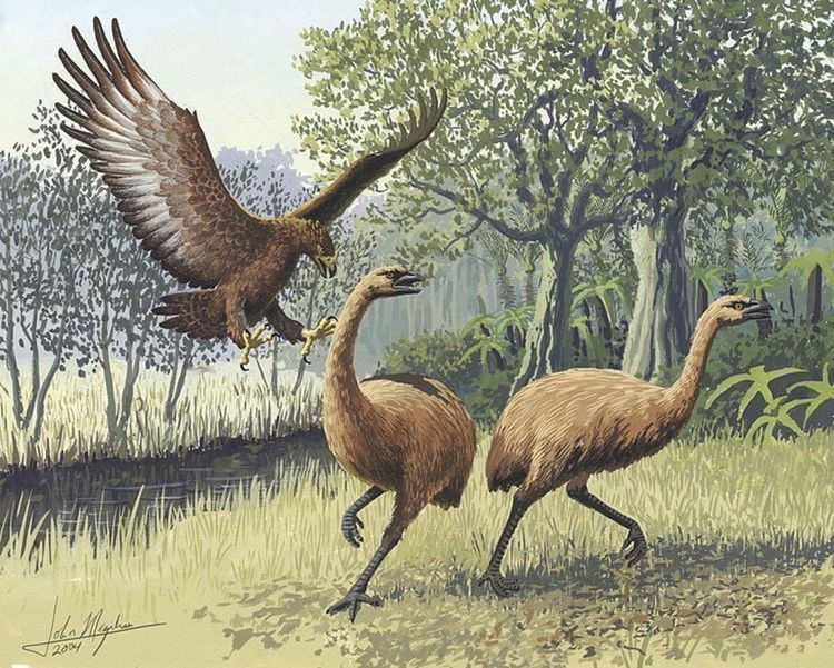 Haast's eagle These Massive Extinct Eagles Could Have Carried Off That Toddler39s