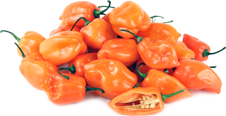 Habanero Orange Habanero Chile Peppers Information Recipes and Facts