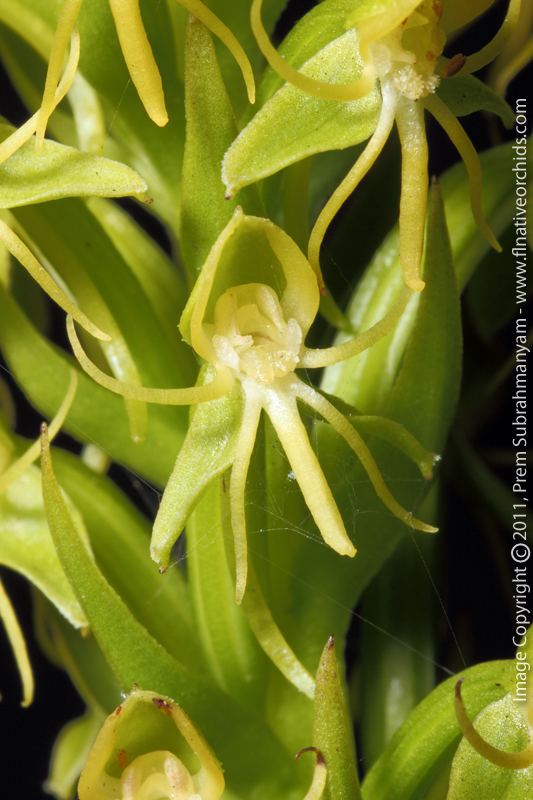 Habenaria repens The Florida Native Orchid Blog Water Spider Orchid Habenaria repens