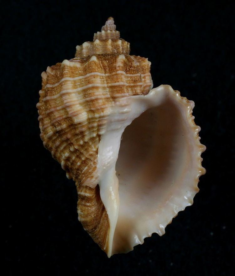 Habesolatia