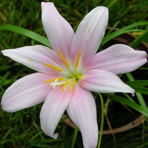 Habranthus robustus HABRANTHUS ROBUSTUS SEEDS Pink Fairy Lily Pink Rain Lily Zephyr
