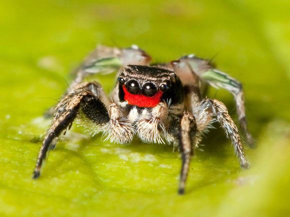 Habronattus Habronattus Jumping Spiders Possess Trichromatic Color Vision