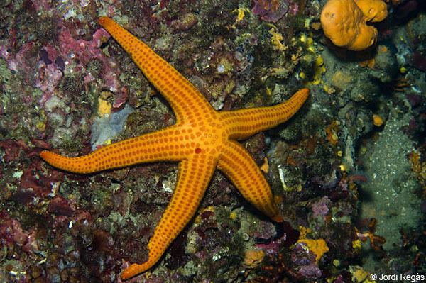 Hacelia attenuata Club de Inmersin Biologa 18 Estrellas de mar Hacelia attenuata