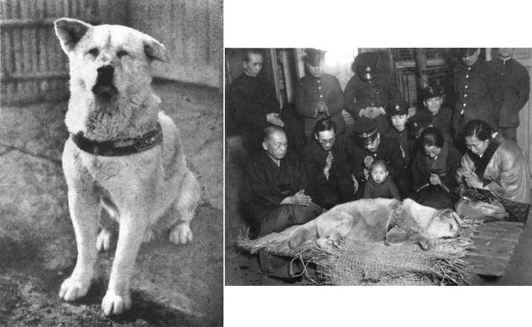 Hachikō Hachiko The Most Loyal Dog in History Amusing Planet
