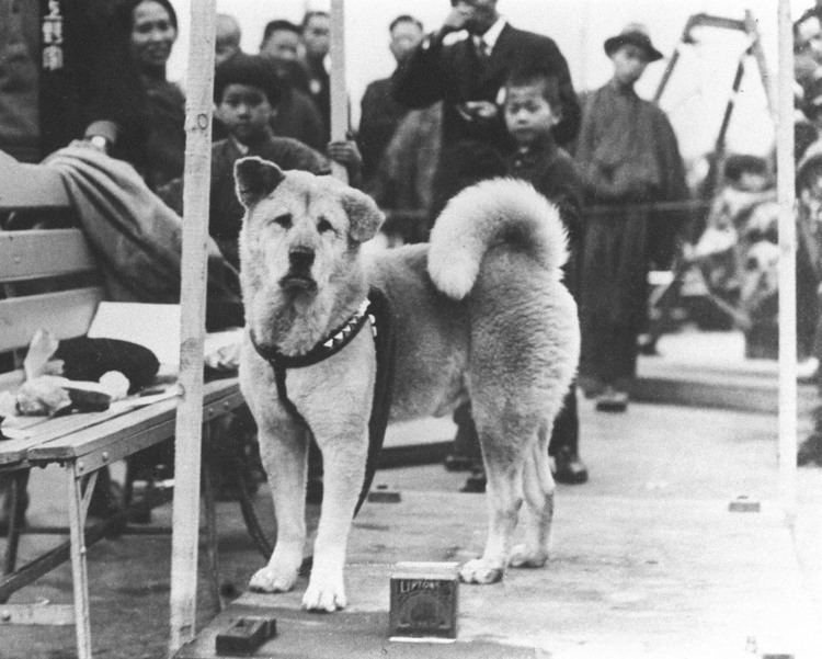 Hachikō 1000 images about HACHIKO JAPANESE AKITA on Pinterest First day