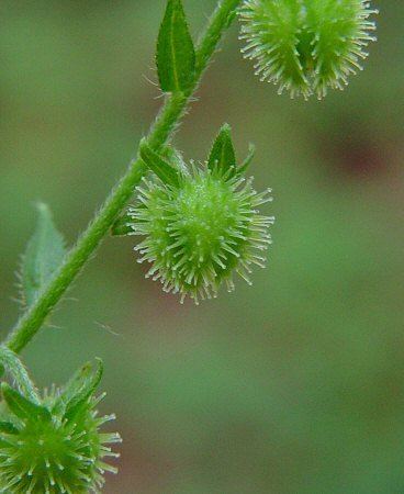 Hackelia Hackelia virginiana page