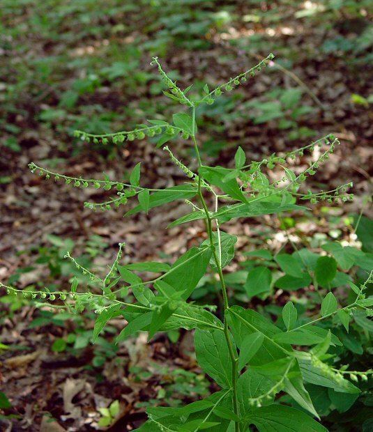 Hackelia Hackelia virginiana page