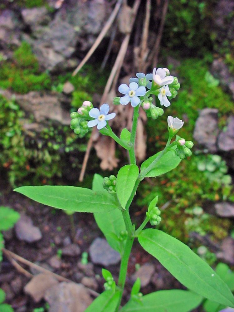 Hackelia Vascular Plants of the Gila Wilderness Hackelia floribunda