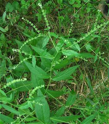 Hackelia Online Virtual Flora of Wisconsin Hackelia virginiana