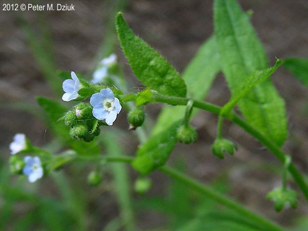 Hackelia Hackelia deflexa Nodding Stickseed Minnesota Wildflowers