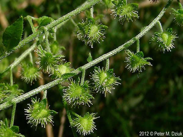 Hackelia Hackelia deflexa Nodding Stickseed Minnesota Wildflowers