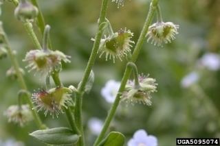 Hackelia floribunda Hackelia floribunda Largeflowered Stickseed Discover Life