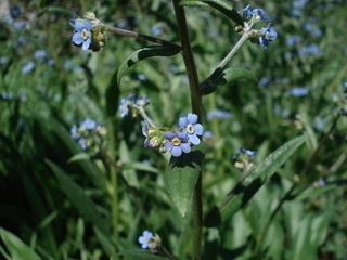 Hackelia floribunda Hackelia floribunda Largeflowered Stickseed Discover Life