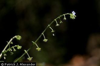 Hackelia floribunda Plants Profile for Hackelia floribunda manyflower stickseed