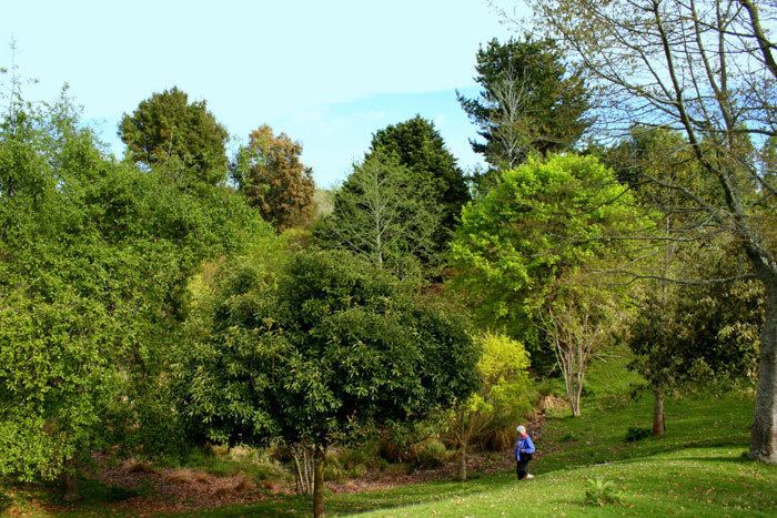 Hackfalls Arboretum Hackfalls Arboretum Tiniroto Gisborne