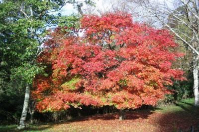 Hackfalls Arboretum Welcome to Hackfalls Arboretum Hackfalls Arboretum