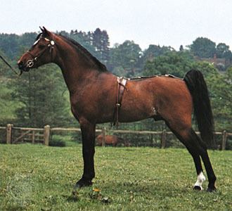 Hackney pony Hackney pony breed of horse Britannicacom