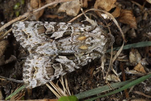 Hada plebeja European Lepidoptera and their ecology Hada plebeja