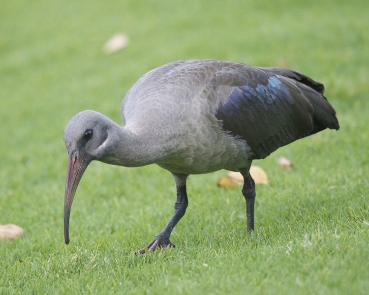 Hadada ibis Hadada Ibis dcdcapitalcom