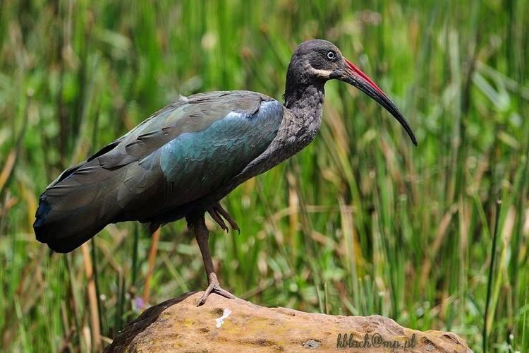 Hadada ibis Photos of Hadada Ibis Bostrychia hagedash the Internet Bird