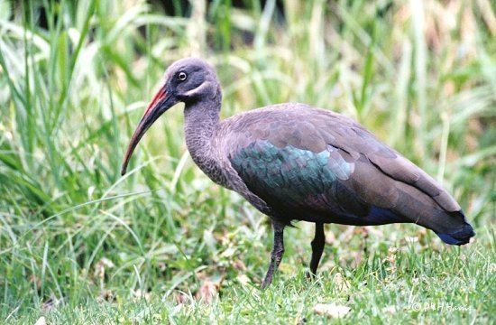Hadada ibis ibis
