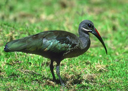 Hadada ibis Hadada Ibis Lincoln Park Zoo