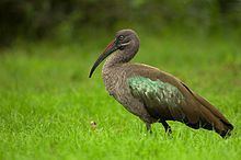 Hadada ibis httpsuploadwikimediaorgwikipediacommonsthu