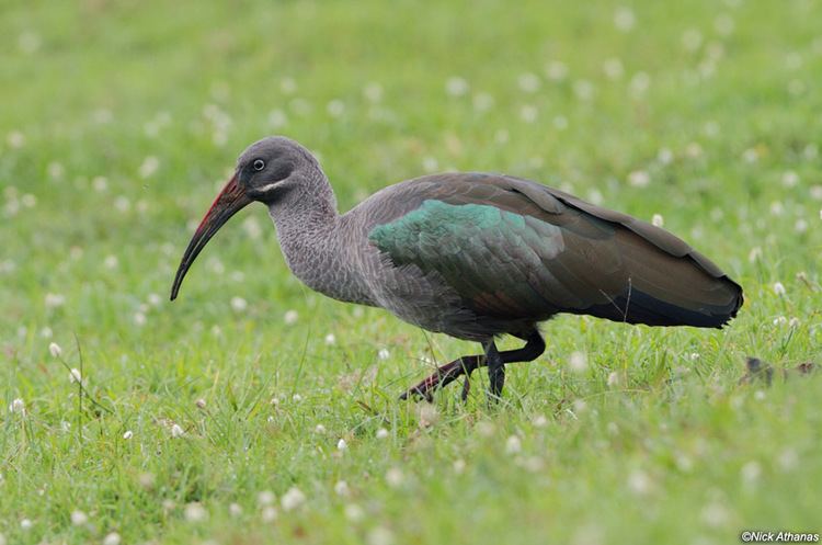 Hadada ibis Hadada ibis
