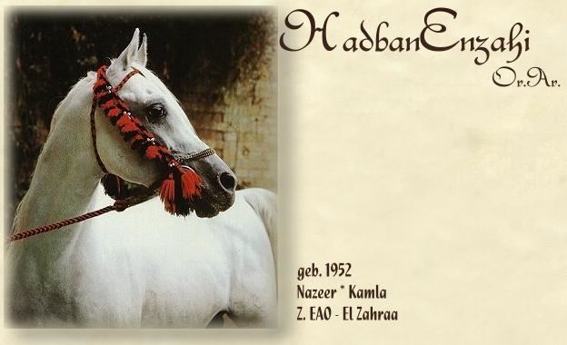 Hadban Enzahi Hadban Enzahi 1952 EAO horse pedigree rimondo