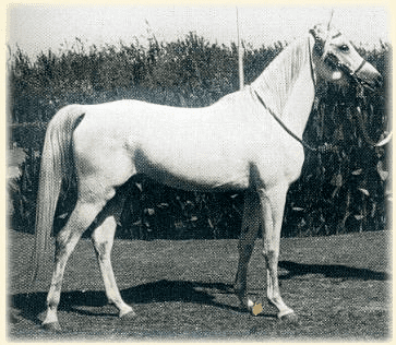 Hadban Enzahi HADBAN ENZAHI Arabian Horse Pedegru