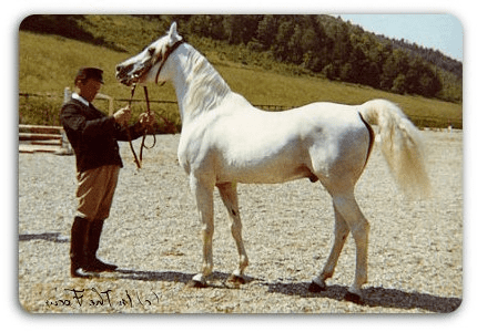 Hadban Enzahi HADBAN ENZAHI Arabian Horse Pedegru